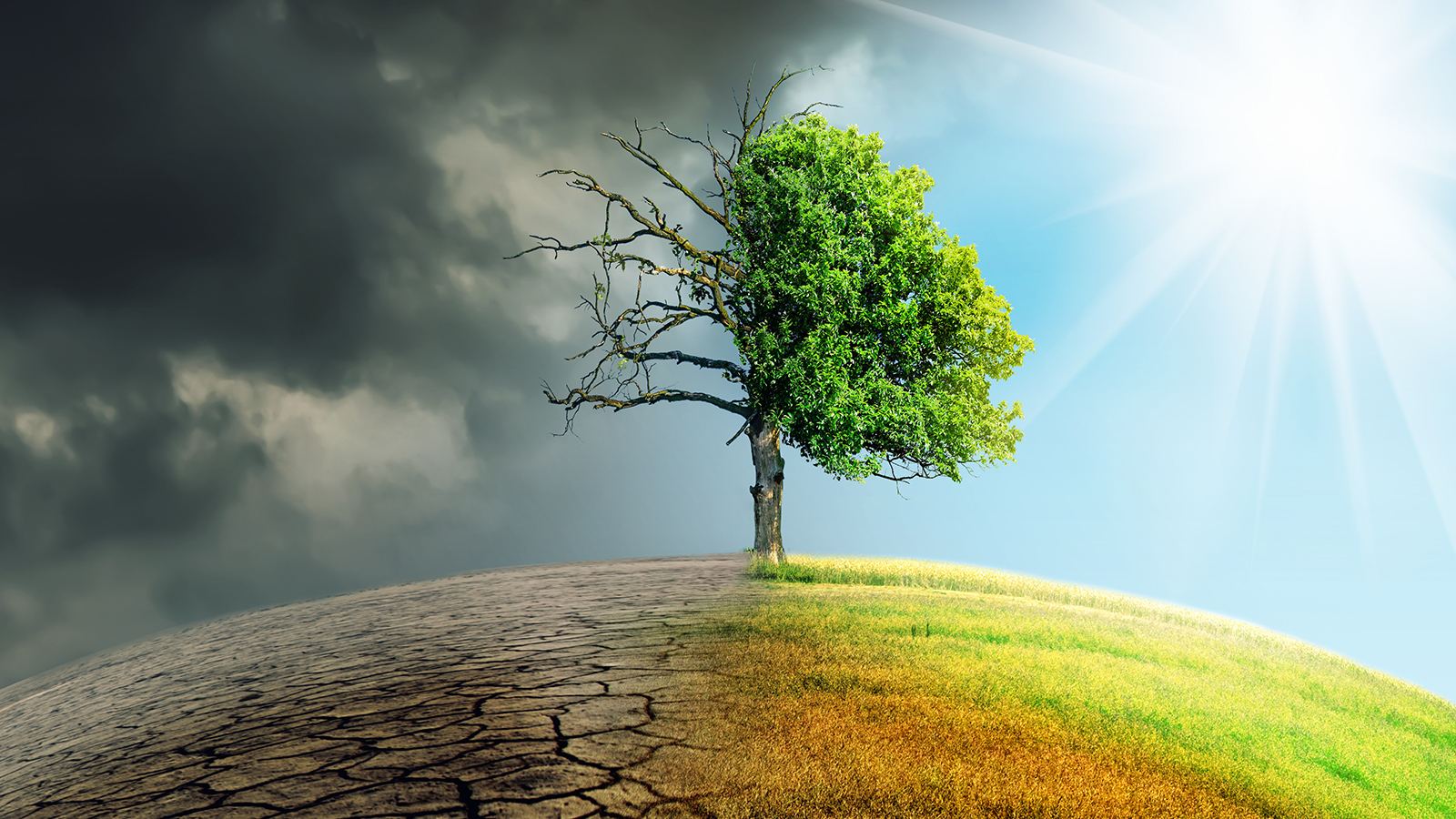 Grønt bælte i CO2-beregning